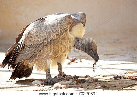 Cape Griffon Tear Off Pieces Of Flesh From A Carcass