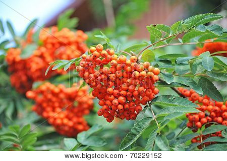 Rowan berries, Mountain ash (Sorbus)
