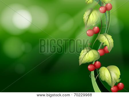 Illustration of the vine plants with fruits