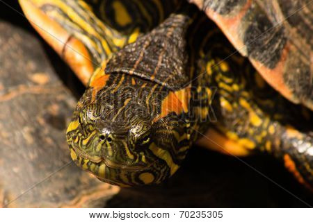Turtle