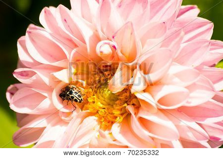 Dália - Dahlia Pinnata