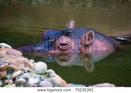 Hippo