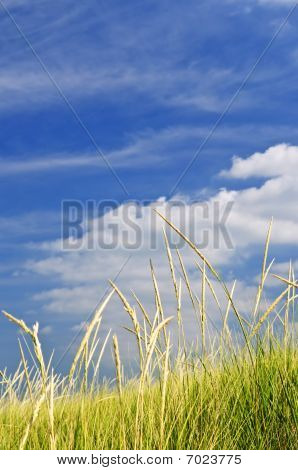 hohe Gras auf Sanddünen