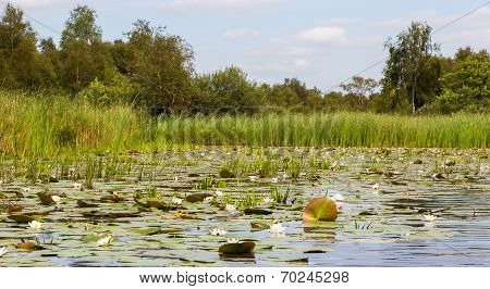 Typical View Of A The Swamp In National Park Weerribben