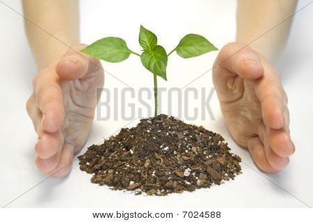Plante