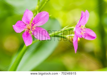 Fame - Flower,ceylon Spinach,sweetheart, Surinam Purslane (talinum Paniculatum Gaetn)