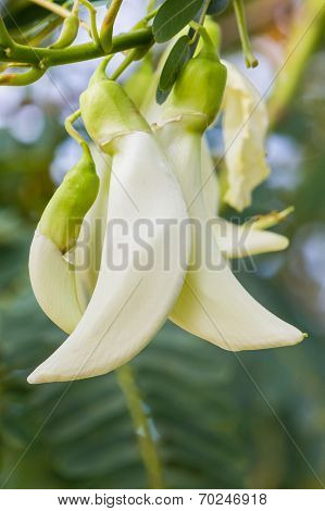 Vegetable Humming Bird, Sesbania Grandiflora, Agasta.