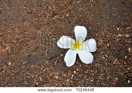 Plumeria