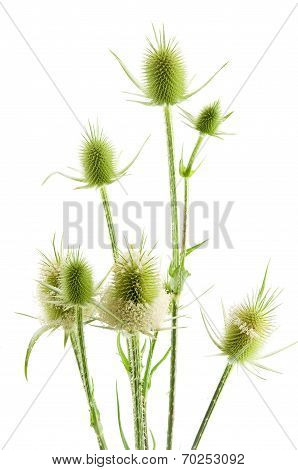 Dipsacus fullonum