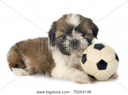 Puppy Shitzu