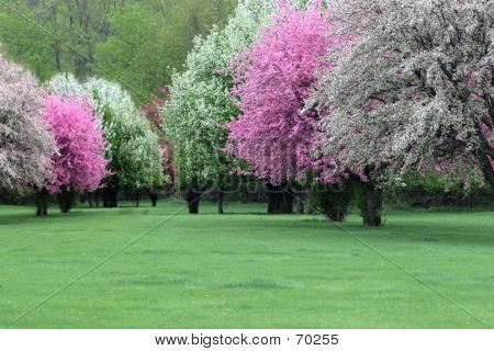 Apple Blossom Time