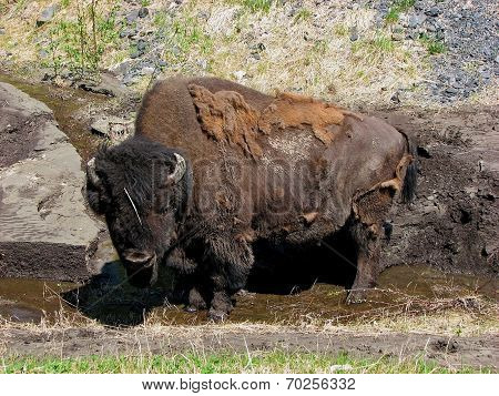Buffalo (Bison)