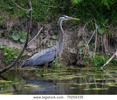 Great Blue Herron