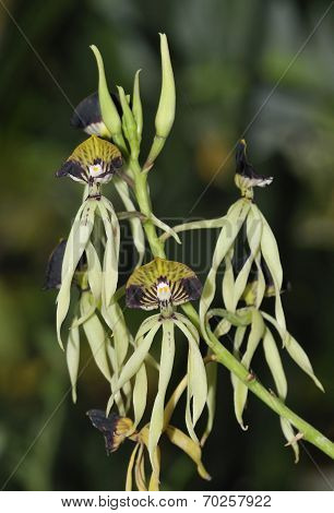 Cockleshell Orchid
