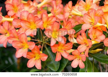 Orange Adenium Obesum Tree, Desert Rose, Impala Lily, Mock Azalea