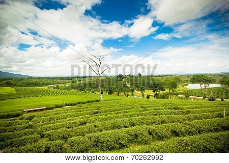 Natural Landscape Of Tea Planation On The Moutain In Chiangrai Province, Thailand