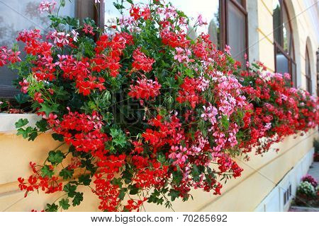 Flowers Decoration Of Wall And Windows