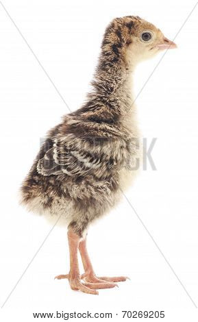 Chicken Turkey