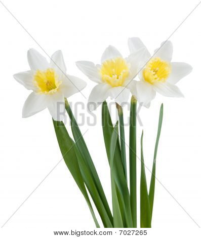 Smukke forår Narcissus