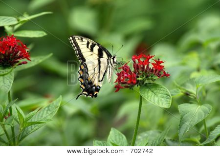 Motyl