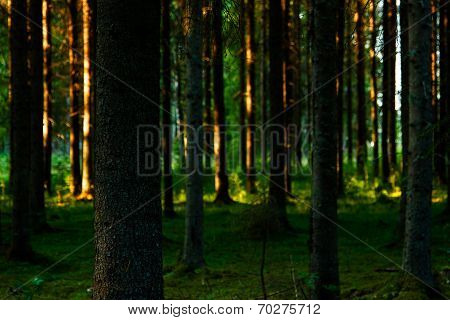 Forest in evening glow