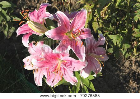 Beautiful pink flowers in a dacha garden