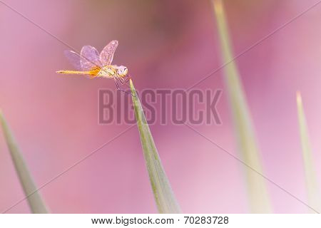 Dragonfly On Green Grass Over Pink Colorful Backgorund