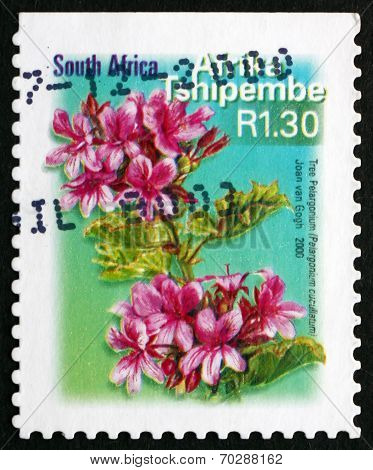 Postage Stamp South Africa 2000 Tree Pelargonium, Flowering Plan