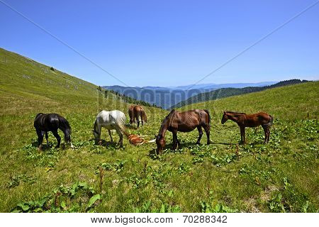 Horses
