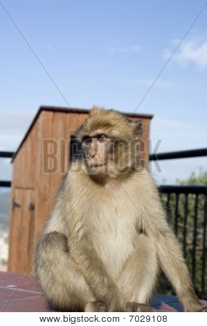 Barbary Ape