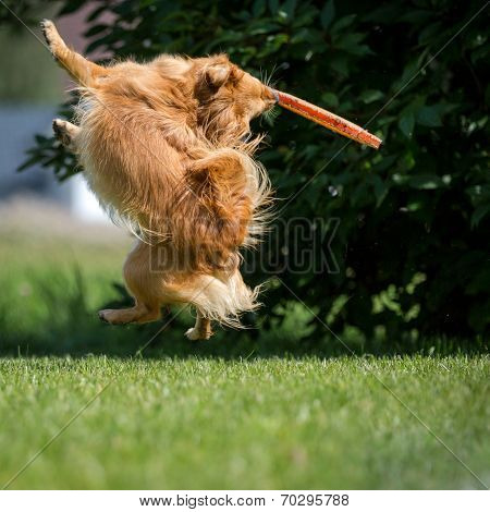 Acrobatic Jump
