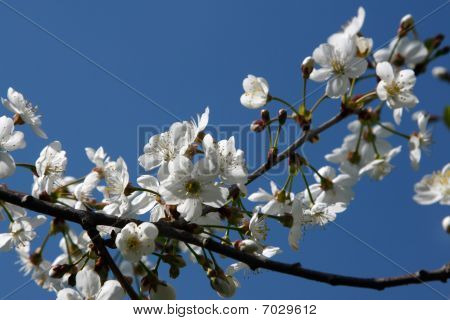 Kirsebærblomster
