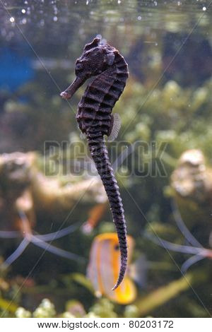 Seahorse (Hippocampus) in an aquarium. 