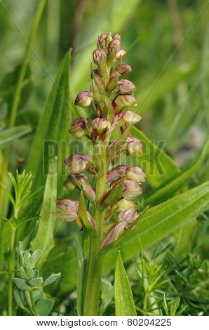 Frog Orchid