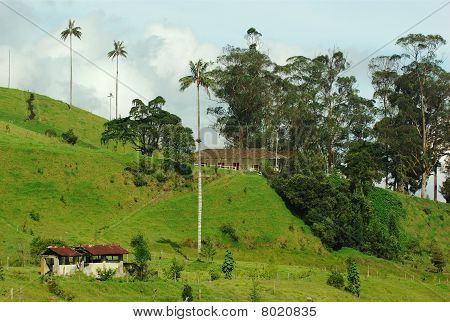 Cocora-völgy Waxpalms