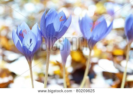 Crocus Ligusticus