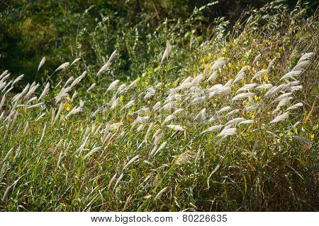 Silver Grass With Wind
