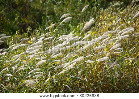 Silver Grass With Wind