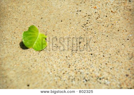 Grün und sand