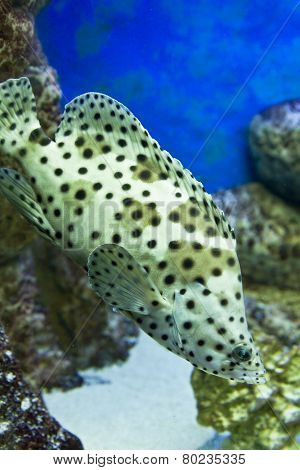 Fish Panther Grouper