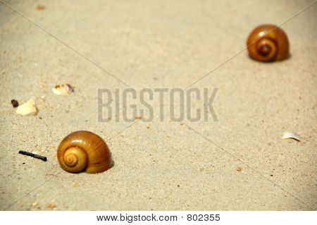 Strand und Schnecken