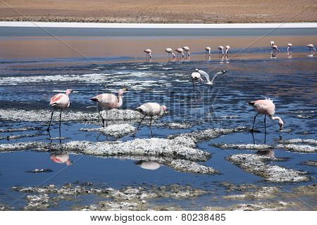 Flamingos at the mountain lake of Salar de Uyuni