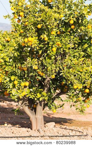 Valencia Orange Trees