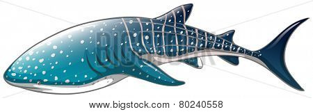 Illustration of a close up whaleshark