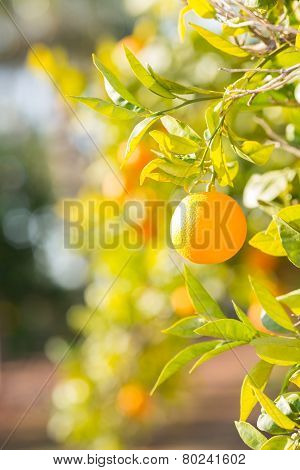 Valencia Orange Trees