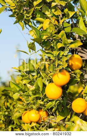 Valencia Orange Trees