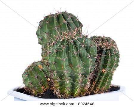 ต้นแคคตัสบาร์เรล thorny แยกต่างหากบนพื้นสีขาว