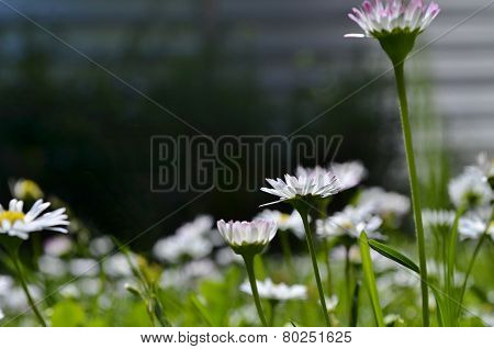 white flovers