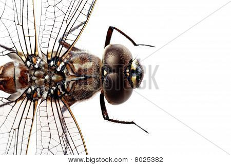 Dragon fly