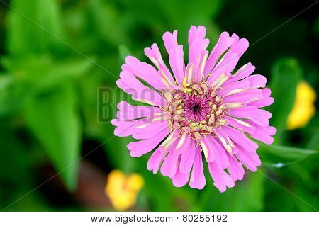 Pink Zinia